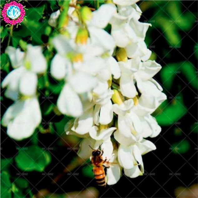 Sophora japonica Seed rare flowers Seed tree perennial flowering woody plants home garden decoration semillas planta
