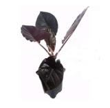 Alocasia Jewel of Borneo kapit Alocasia Infernalis Purple Elephant Ear Sml Potted Plant for Home Garden - (Color: 6)