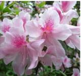 Azalea Seed, potted Seeds, flower Seeds, variety complete