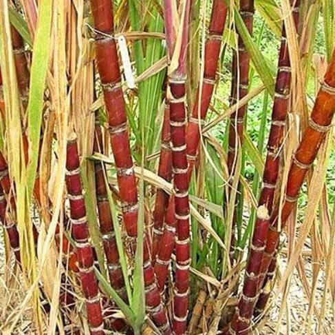 Rare Sugar Cane Seed, 100 Pcs/Bag Mix Colors Flower Plant,Vegetable and Fruits Flores, High Survival Rate for Home and Garden - (Color: Brown)