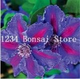 Rare Exotic Seed Clematis (not Bulb) Clematis Florida Seed Flower Perennial Flowering Potted Plants DIY Home Garden