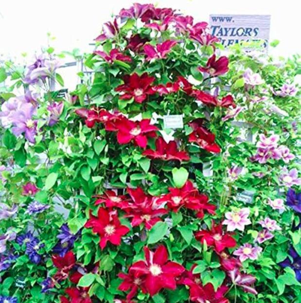 Climbing Clematis Seed Flowers Clematis Vine Seed Perennial Flower Seed Clematis Plants Seed Pot Garden Plant - (Color: 5)