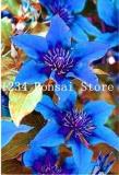 Rare Exotic Seed Clematis (not Bulb) Clematis Florida Seed Flower Perennial Flowering Potted Plants DIY Home Garden