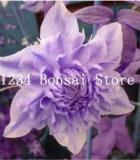 Rare Exotic Seed Clematis (not Bulb) Clematis Florida Seed Flower Perennial Flowering Potted Plants DIY Home Garden