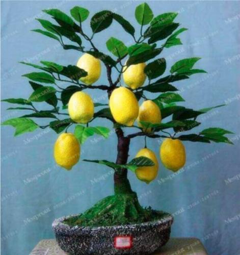 Lemon Tree Seed Fruit Seed Plant DIY Home Garden Seed Edible Green High Survival Rate Fruit Lemon Seed