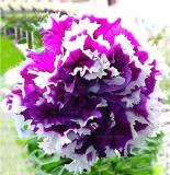 Petunia Garden Seeds Double Purple Flowers Purple Black Petunia High Germination Garden Decoratio
