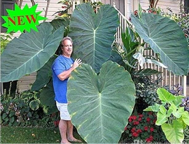 Giant Elephant Ear Plant, Fresh Colocasia Gigantea, Huge Foliage