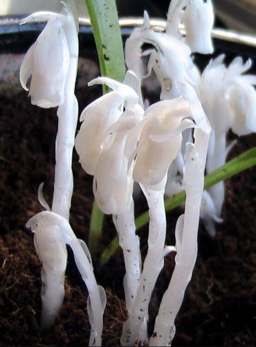 Monotropa Uniflora Indian Pipe Cheilotheca Humilis w/ White Flowers