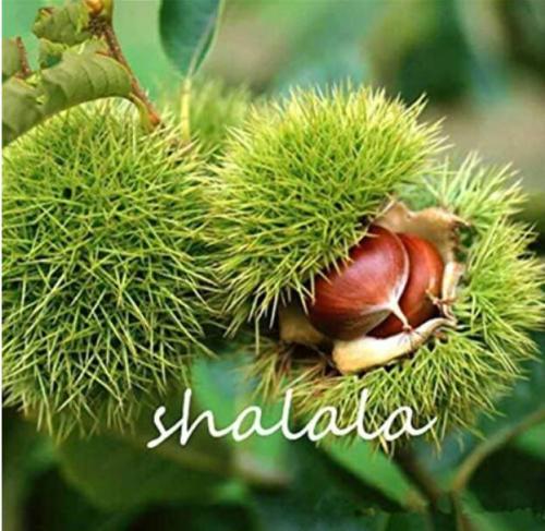 Chestnut nut Seed Plant Fruit Tree Easy Grow Sweet Plant Easy to Grow