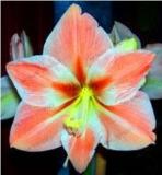 True Amaryllis Bulb