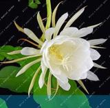 Epiphyllum Nightblooming Cereus Home Garden Flower Plants
