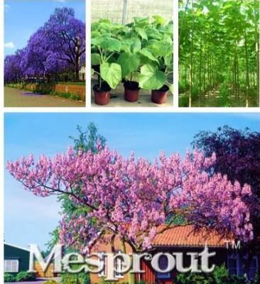 Paulownia Elongata Seed Forest Seed Seed, Fast Growing Seed Outdoor Plant for Home Garden Seed