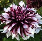 Dahlia pachyderms Flower Seeds (Color: 9)