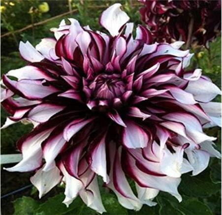 Dahlia pachyderms Flower Seeds (Color: 9)