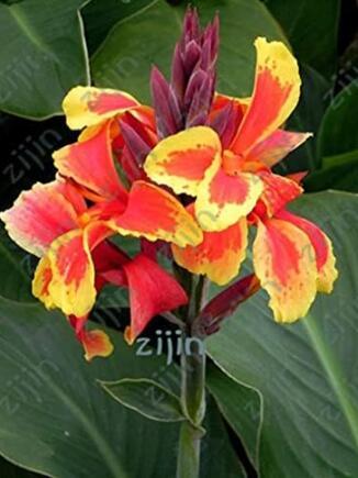 Multi-Color Perennial Canna Flower Seeds