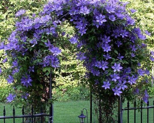 Rare Climbing Plants Jasmine Seed Amazing Smell & Beautiful Flowers Perennial