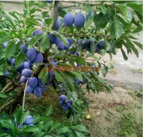 Dwarf Round Plums Seed Fruit Seed Balcony Seed Family Garden Seeds