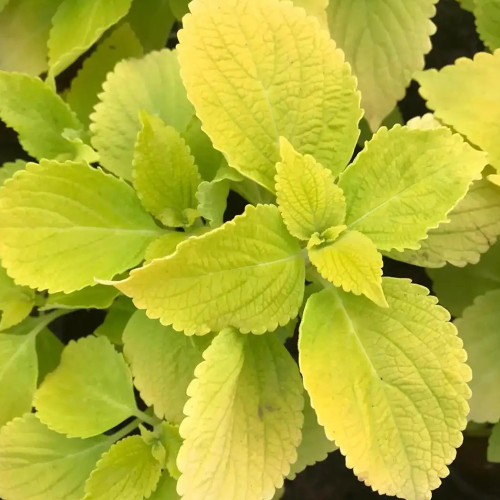 Coleus Blumei Seeds, #COL05 Yellow