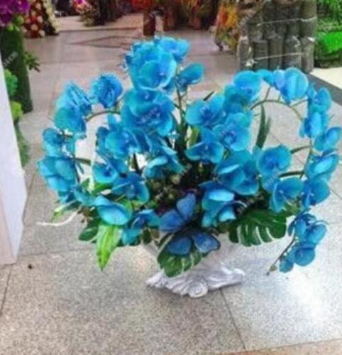 Orchid Phalaenopsis Seeds (Color: 11)
