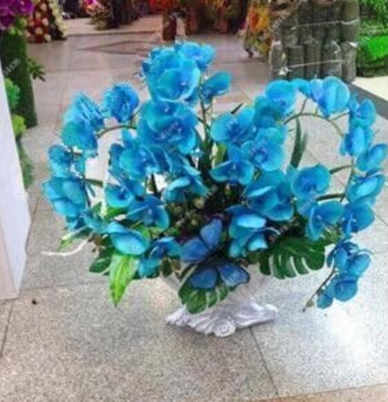 Orchid Phalaenopsis Seeds (Color: 11)