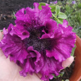 Petunia Seeds, 'Superbissima Nana Wine Red'
