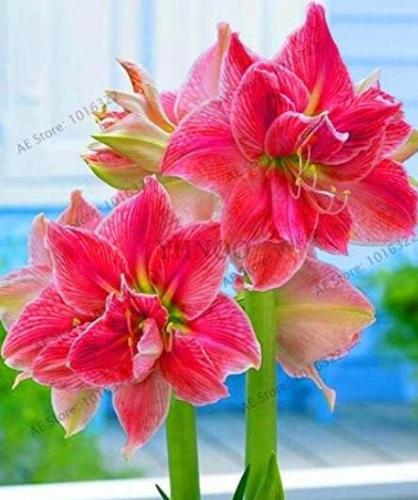 Amaryllis Bulb (Color: 6)