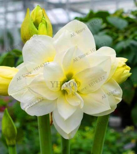 Amaryllis Bulb (Color: 3)
