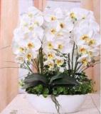 Orchid Phalaenopsis Seeds (Color: 7)