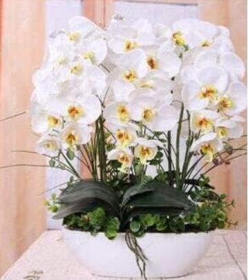 Orchid Phalaenopsis Seeds (Color: 7)