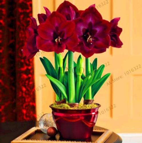 Amaryllis Bulb (Color: 11)
