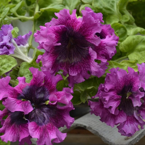 Petunia Seeds, 'Superbissima Nana Wine Red'
