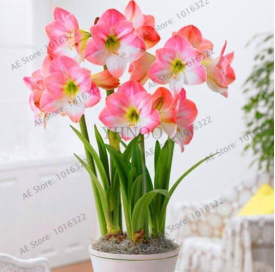 Amaryllis Bulb (Color: 12)