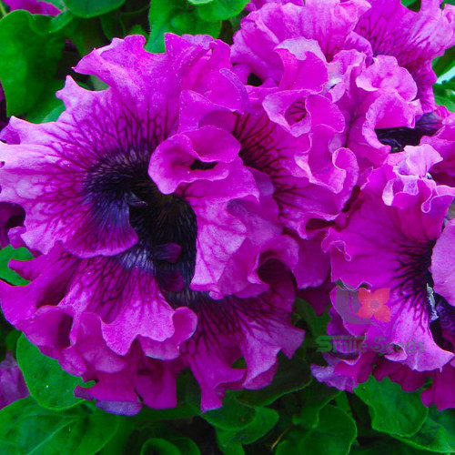 Petunia Seeds, 'Superbissima Nana Wine Red'