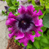 Petunia Seeds, 'Superbissima Nana Wine Red'