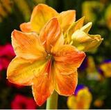 Amaryllis Bulb (Color: 20)
