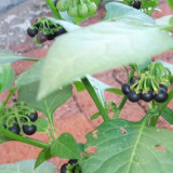 Black Nightshade Plant (Solanum nigrum) – Edible Berries, Traditional Medicine, and Ornamental Herb