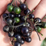 Black Nightshade Plant (Solanum nigrum) – Edible Berries, Traditional Medicine, and Ornamental Herb