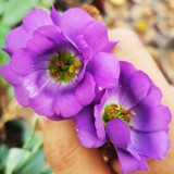 Mixed Eustoma (Lisianthus) Seeds – High Germination Rate