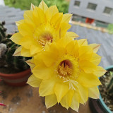 Echinopsis Cactus Seeds Mixed, Easy-Care Large Bloom, Indoor & Balcony Decor, Year-Round Flowering Greenery