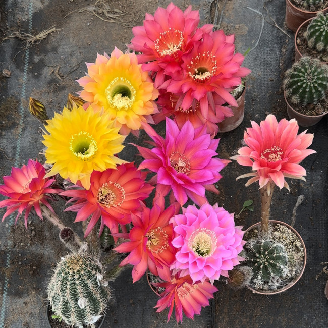 Echinopsis Cactus Seeds Mixed, Easy-Care Large Bloom, Indoor & Balcony Decor, Year-Round Flowering Greenery