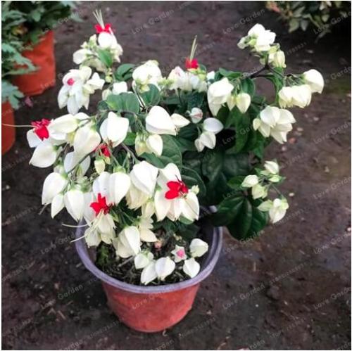 Clerodendrum Thomsonae Seed Purple Double Petals Fuchsia  Seeds