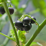 Black Nightshade Plant (Solanum nigrum) – Edible Berries, Traditional Medicine, and Ornamental Herb