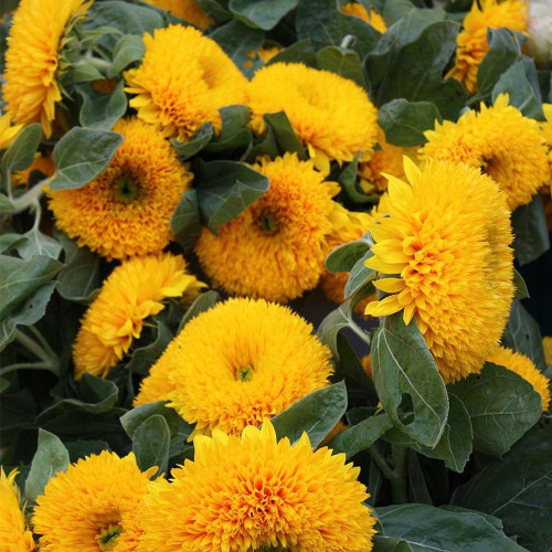 Teddy Bear Sunflower Seeds, Ornamental Potted Sunflower with Bright Blooms