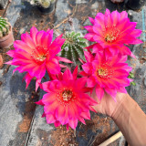 Echinopsis Cactus Seeds Mixed, Easy-Care Large Bloom, Indoor & Balcony Decor, Year-Round Flowering Greenery