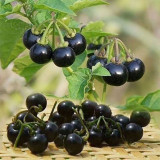 Black Nightshade Plant (Solanum nigrum) – Edible Berries, Traditional Medicine, and Ornamental Herb