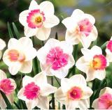 Narcissus Seed Daffodil Flower Absorption Radiation Aquatic Plants