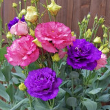 Mixed Eustoma (Lisianthus) Seeds – High Germination Rate