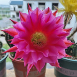 Echinopsis Cactus Seeds Mixed, Easy-Care Large Bloom, Indoor & Balcony Decor, Year-Round Flowering Greenery