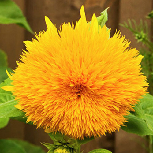 Teddy Bear Sunflower Seeds, Ornamental Potted Sunflower with Bright Blooms