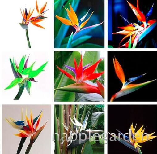 Strelitzia Seed Garden Perennials Flower Bird of Paradise Mixed